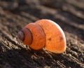 Pomatia&nbsp;elegans